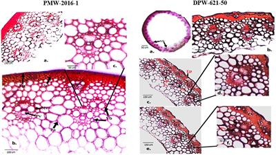 Effect of stem structural characteristics and cell wall components related to stem lodging resistance in a newly identified mutant of hexaploid wheat (Triticum aestivum L.)